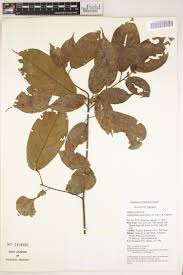 Image result for Nesogordonia