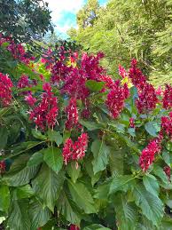 Image result for Brachycorythis pleistophylla