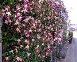 Check spelling or type a new query. Clematis X Triternata Rubromarginata Clematis Rubromarginata Waldrebe Rubromarginata Pflanzen Blumen 99roots Com