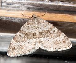 Image result for Entephria caesiata