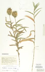 Image result for Pleiotaxis