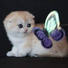 pin on cins kedi sahiplendirme
