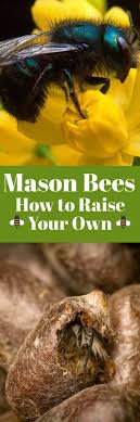 Just leave vegetable and flower stocks in the garden instead of. Mason Bees How To Raise Your Own Noshing With The Nolands