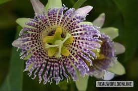Image result for Passiflora ligularis