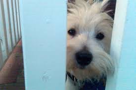 Image result for cuterebriasis in dogs