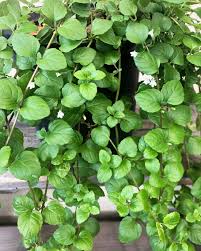 Image result for Clinopodium