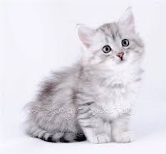 These cats are often compared to dogs in the way that they interact with their family! Siberian Cat Grey And White Kitten Adopt Siberian Kitten