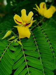 Image result for Chamaecrista