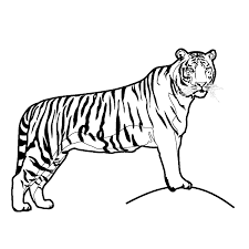 Free Printable Tiger Coloring Pages For Kids Tiger Illustration Big Cats Drawing Cat Coloring Page
