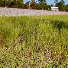 Image result for Dichanthium