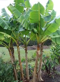 Does it really taste like ice cream? Banana Trees Apeeling Plants For The Garden Article By Plant Delights Nursery