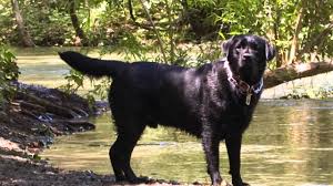 Colors Types Of Labrador Retrievers Dog Care Tips Youtube Choose from 11000+ dogs graphic resources and download in the form of png, eps, ai or psd. colors types of labrador retrievers dog care tips