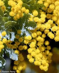 Image result for Acacia montigena