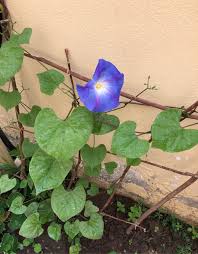 Image result for Ipomoea obscura