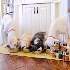 Maybe you would like to learn more about one of these? Acana Pet Foods Beitrage Facebook