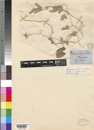 Image result for Cucumis ficifolius