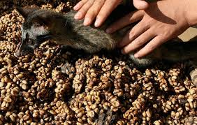 După olandezi, scandinavii au cel mai mare consum de cafea per om din lume. Cutia CuriozitÄƒÅ£ilor Cea Mai ScumpÄƒ Cafea Din Lume Kopi Luwak Epoch Times Romania