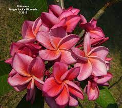 Dulcemia Another Of Our Compact Plumeria With A Striking And Delicately Streaked Flower Of Pink With A Hint Of Rainbow Offset By A Flush O Jasmim Manga Jasmim
