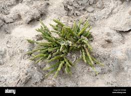 Image result for Sarcocornia perennis