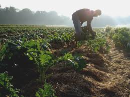 Pretende ser un curso eminentemente práctico para acumular la mayor experiencia posible en el. Reguli Noi Pentru Agricultura Ecologica Stiriagricole Ro