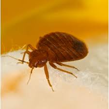 Let's take a look at bed bugs bed bug pest control bed bugs are generally a problem in hotels, motels, movie theaters and other high traffic establishments, as well as. The Islington Bed Bug 0208 8198186 Affordable Pest Control In Islington