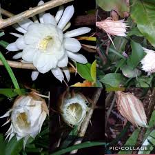 Colibrox 2 pcs cuttings white orchid cactus epiphyllum oxypetalum $18.75. Epiphyllum Oxypetalum Orchid Cactus Queen Of The Night Uploaded By Jason