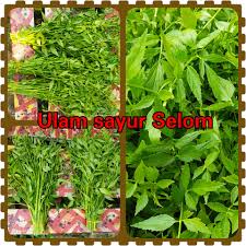 11 khasiat air rebusan daun salam ini sungguh dahsyat, sudah coba? Pokok Herba Bagi Penggemar Ulam Ulaman Anda Pastinya Facebook