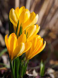 Pin On Spring Is Like A Kind Word