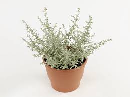 Image result for Helichrysum keilii