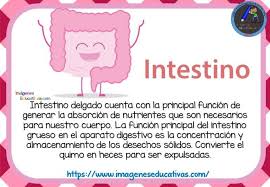 Tarjetas De Los Organos Del Cuerpo Humano Para Ninos De Primaria 5 Organos Del Cuerpo Humano Cuerpo Humano Para Ninos Cuerpo Humano
