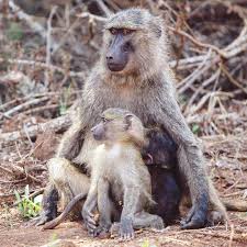 Les Babouins Babouin Primates Mammiferes