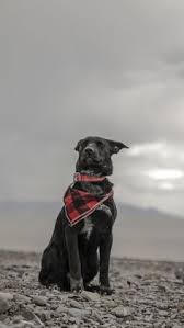 Menakjubkan koleksi wallpaper singa dalam kualitas hd emas perhiasannya hd singa tema yang cinta emas tema untuk membawa anda glitter emas hd singa. 13 Wallpaper Ideas Potret Gaya Bergambar Corak