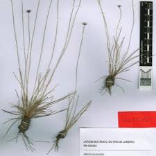 Image result for Syngonanthus longibracteatus