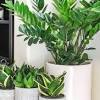 Aside from plenty of house plants we also love the overall boho vibe of the space, along with the unique diy elements like the stenciled wall in the bedroom and guest bedroom. 1