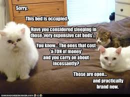 These cat puns—and bonus jokes—will give you a giggle. List Of Cat Puns