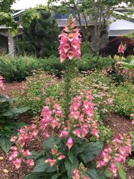 Learn more about plants native to virginia. Virginia Plants