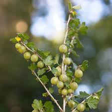 Containerware kann im grunde das gesamte jahr über gepflanzt werden, während der blütezeit oder im winter würde dies den stress für das gewächs allerdings deutlich erhöhen. Stachelbeeren Dehner