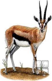 thomson s gazelle animal sketches africa animals gazelle