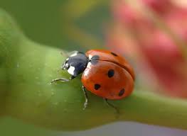 Coccinelle Comment Les Attirer Au Jardin Pucerons Coccinelle Larve Coccinelle