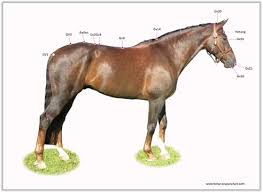 Horse Acupuncture Courses And Equine Acupressure Trainings