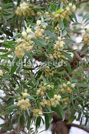 Image result for Acacia melanoxylon