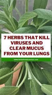 Pin On Herbal Remedies Dispensary Deliver