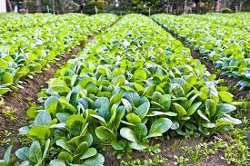 Check spelling or type a new query. How To Plant Spinach In Your Garden Tricks To Care