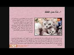 بيتس جوت ويب لشراء وبيع الحيوانات الأليفة تقدم لكم مدة حمل القطط petsgotweb art pandora screenshot pandora