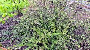 Image result for Lippia plicata