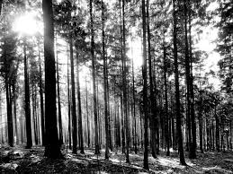 Best Black And White Nature Photos Forest Trees Sunlight Black White In 2020 Woodland Wallpaper Forest Image