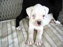 Newest oldest price ascending price descending relevance. Bailey The Black Boxer Female Sealed Brindle Youtube