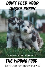 Deciding on the best dog food for huskies is not always an easy task as they have very particular dietary requirements. The Best Husky Puppy Food In 2020 Husky Puppy Husky Puppies