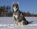 Swedish Elkhound Breed Information and Pictures on ...