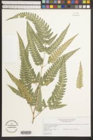 Image result for Arachniodes webbiana